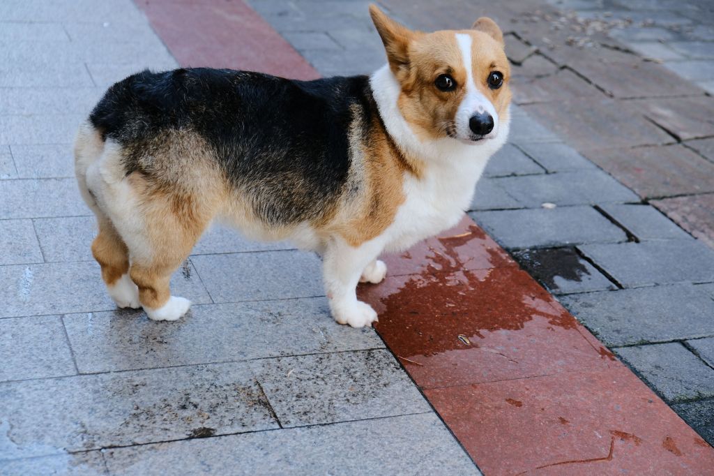 串串店门口的柯基