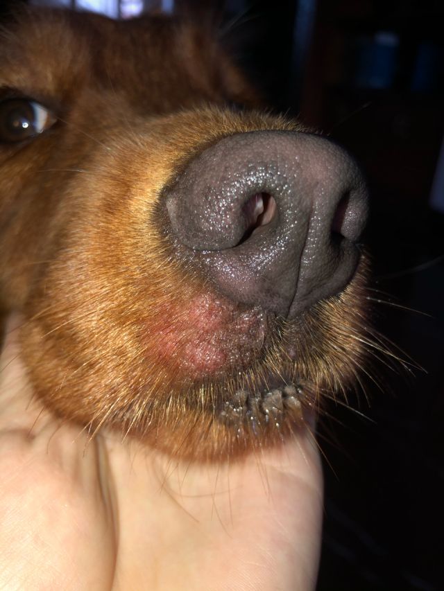 求助,狗狗嘴巴起泡了