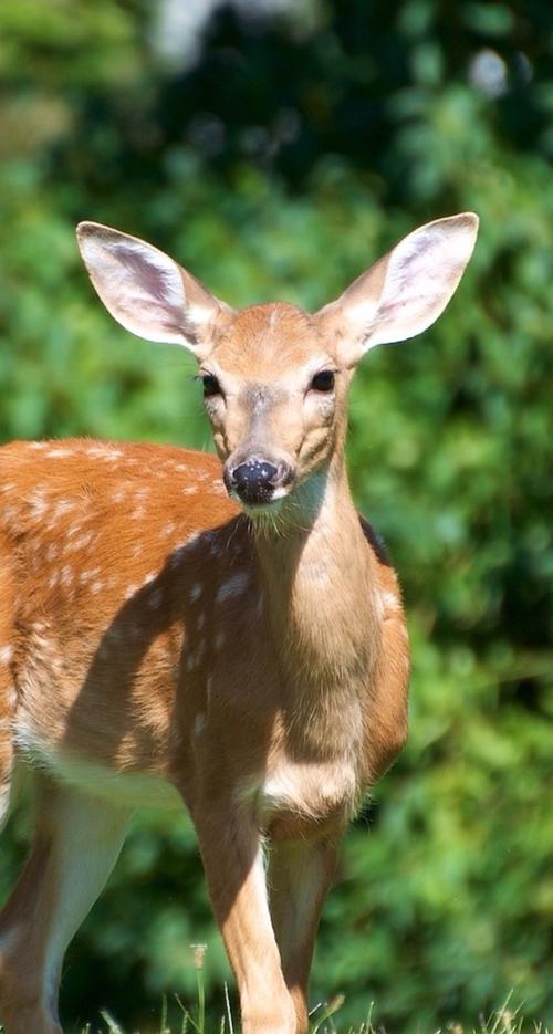 小鹿这脸赶紧重做一下吧