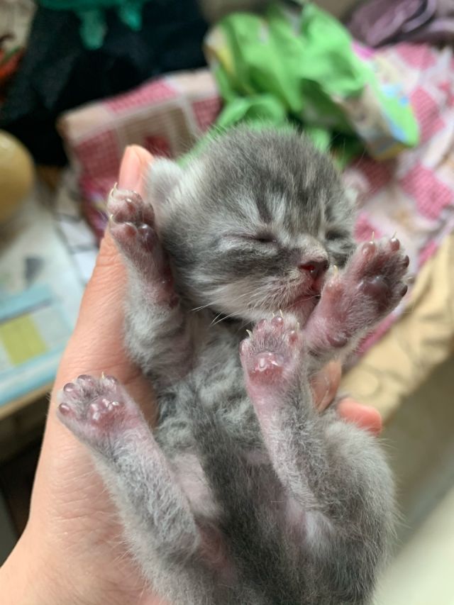 坐标常州,自家生的小母猫一只求领养