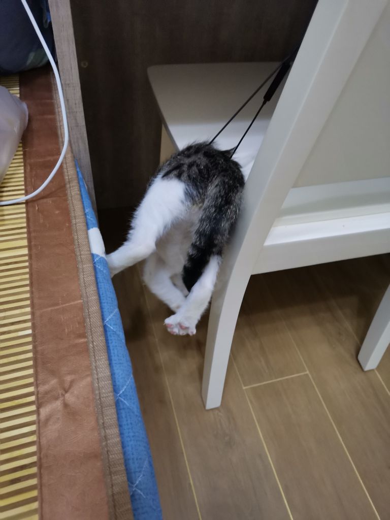 傻猫今天被耳机线吊半空中