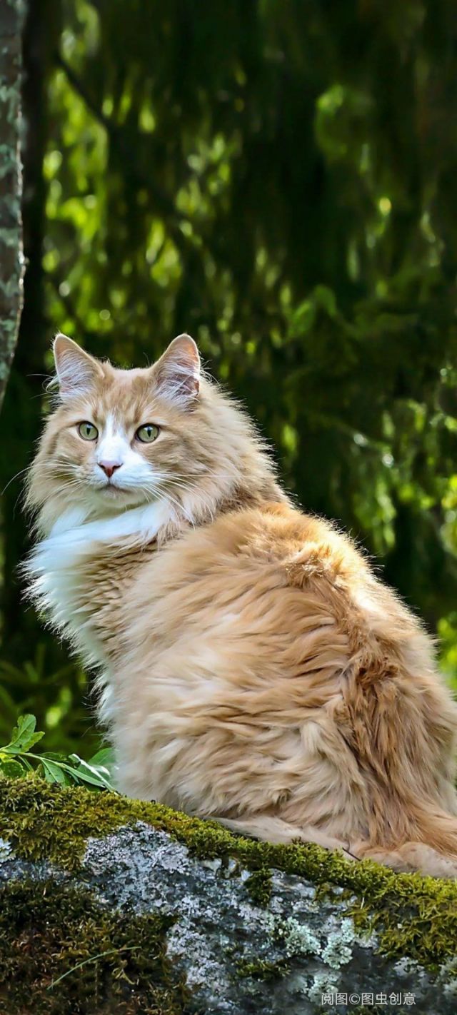 举手提问辛迪加开门到底如何