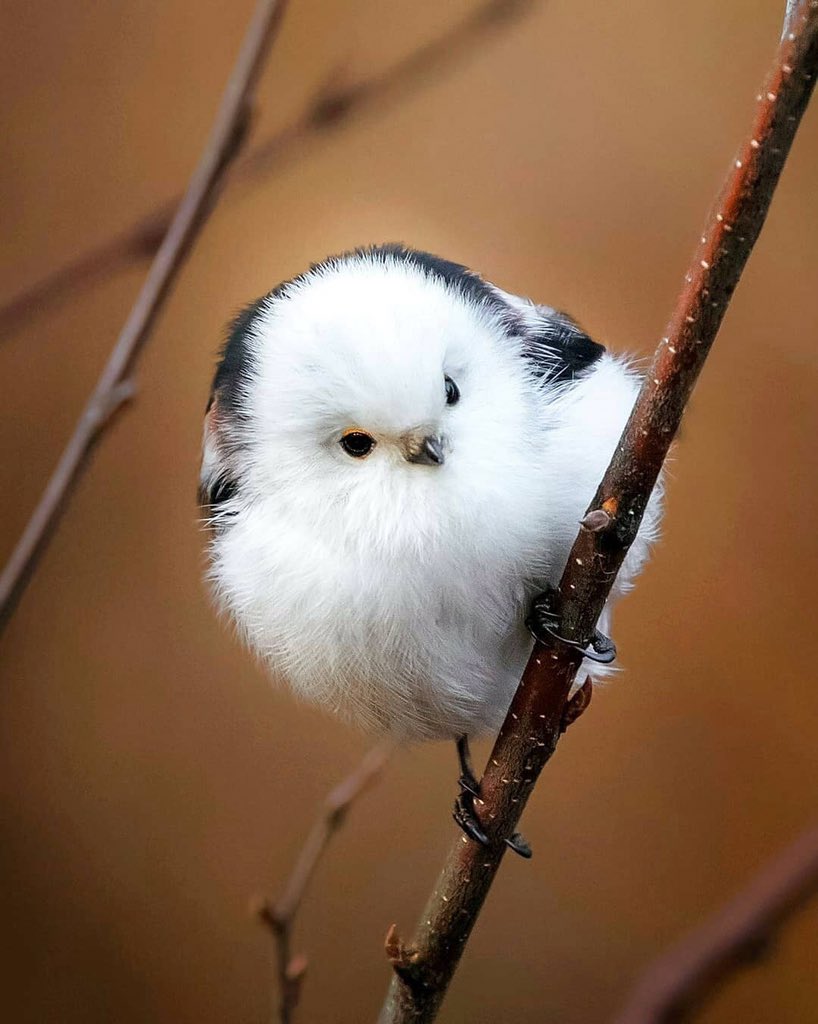 你们见过蛮啾吗