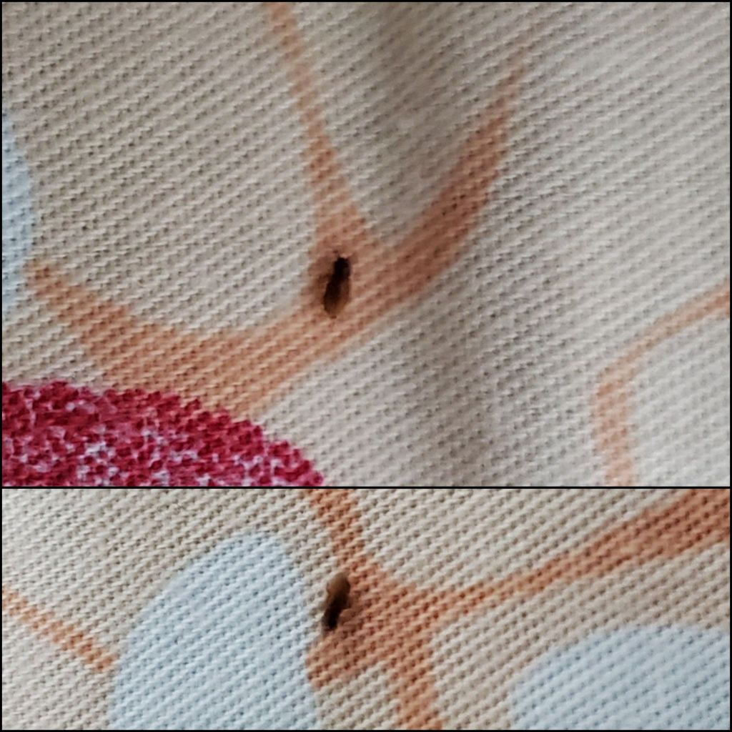 在床上看到的小虫子,一毫米大小,有人认识吗