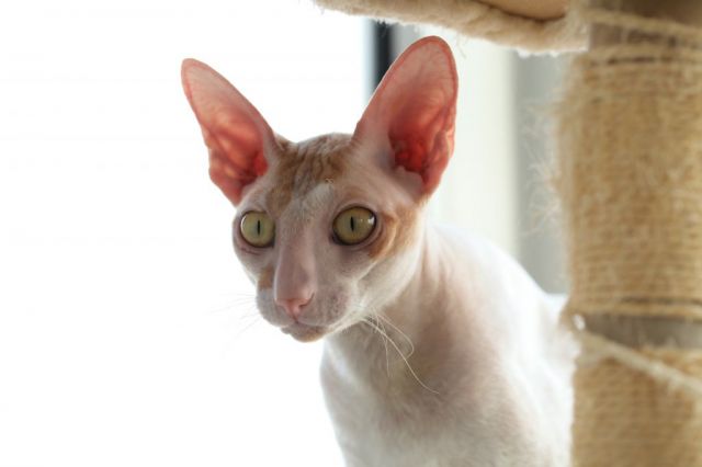 周末去朋友家实拍萌萌的柯尼斯卷毛猫