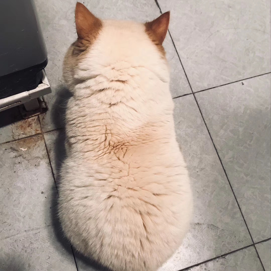 分享一只猪的背影