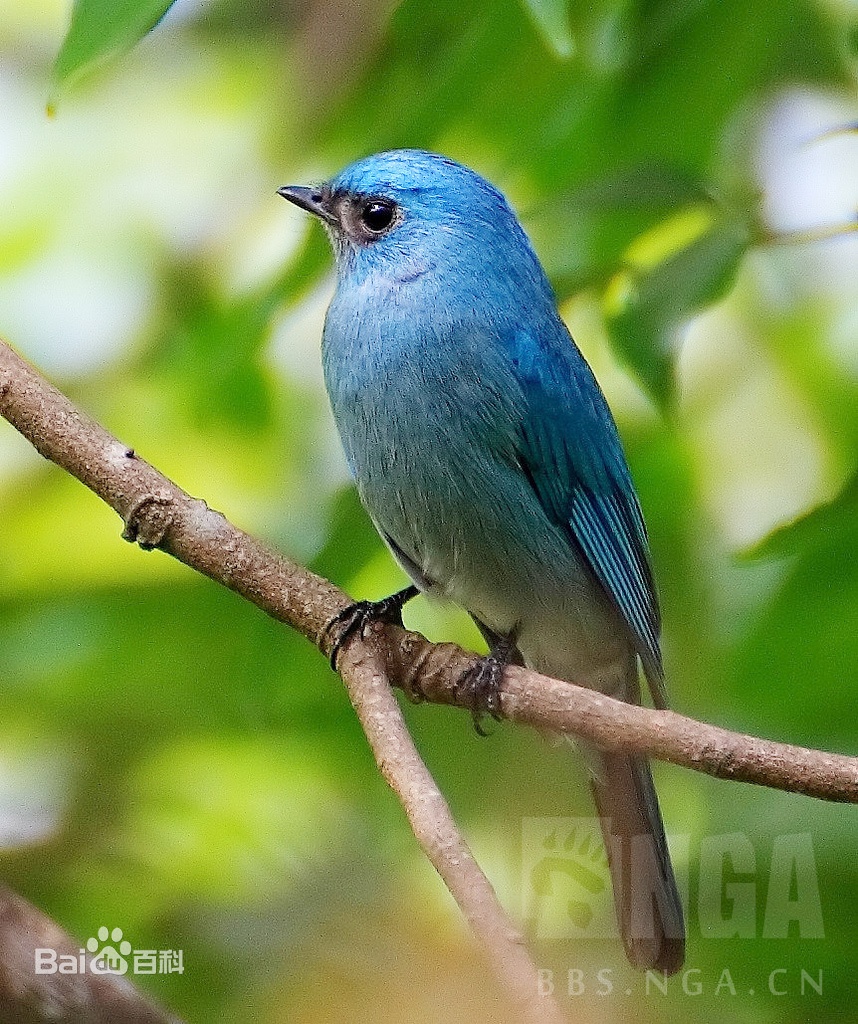 求助莉兹与青鸟绘本故事中的青鸟原型是什么鸟