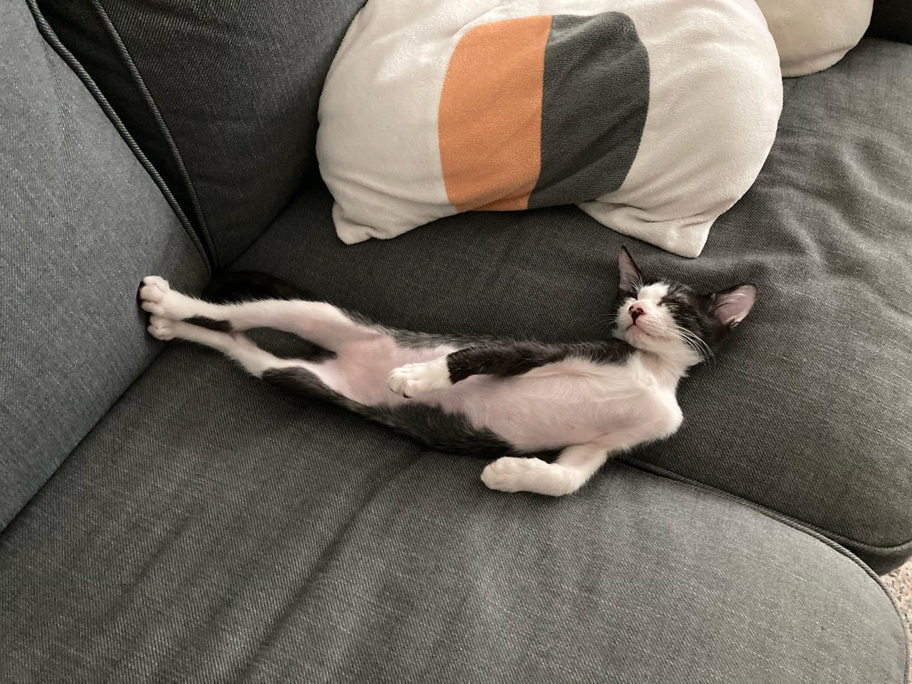 分享一只猪的背影