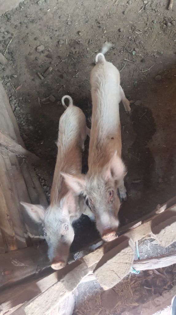 分享一只猪的背影