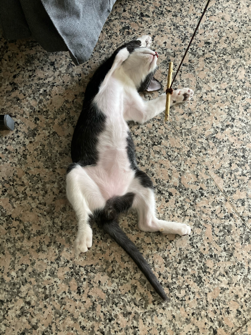 分享一只猪的背影