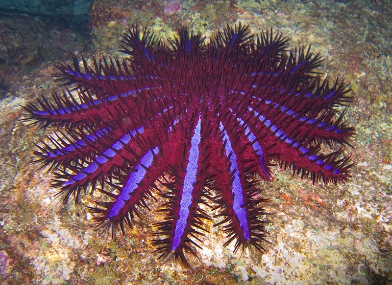 抛砖引玉氵棘刺氵考据科普关于棘刺原型的一点考据和科普
