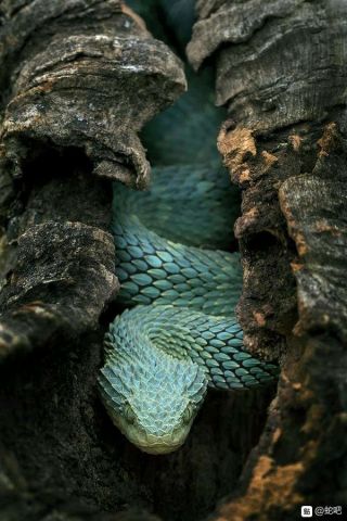 森蚺氵真没想到怕蛇怕到二次元的人意外的多