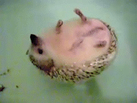 200_150gif 动态图 动图