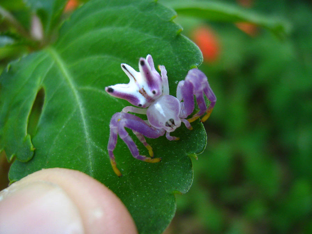 看到一张图是一只长得像阿兹莫丹的紫蜘蛛