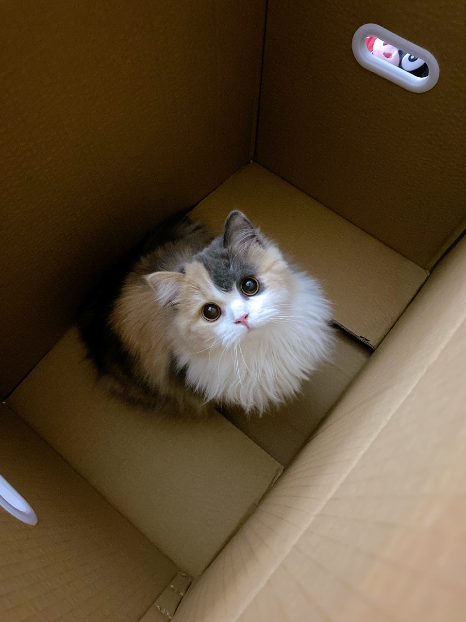 晒猫箱子里的喵喵