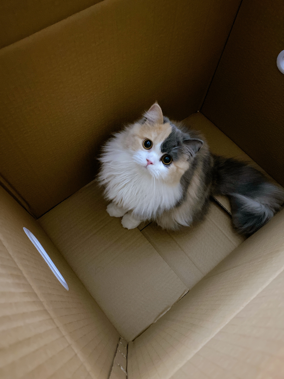 [晒猫]箱子里的喵喵