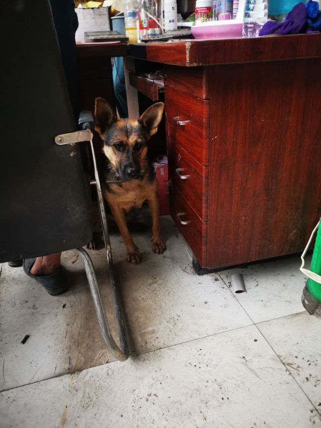 发一张被猫堵在桌角的黑背照片[s:ac:喷]