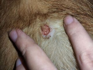 狗狗被蜱虫咬过的图片图片