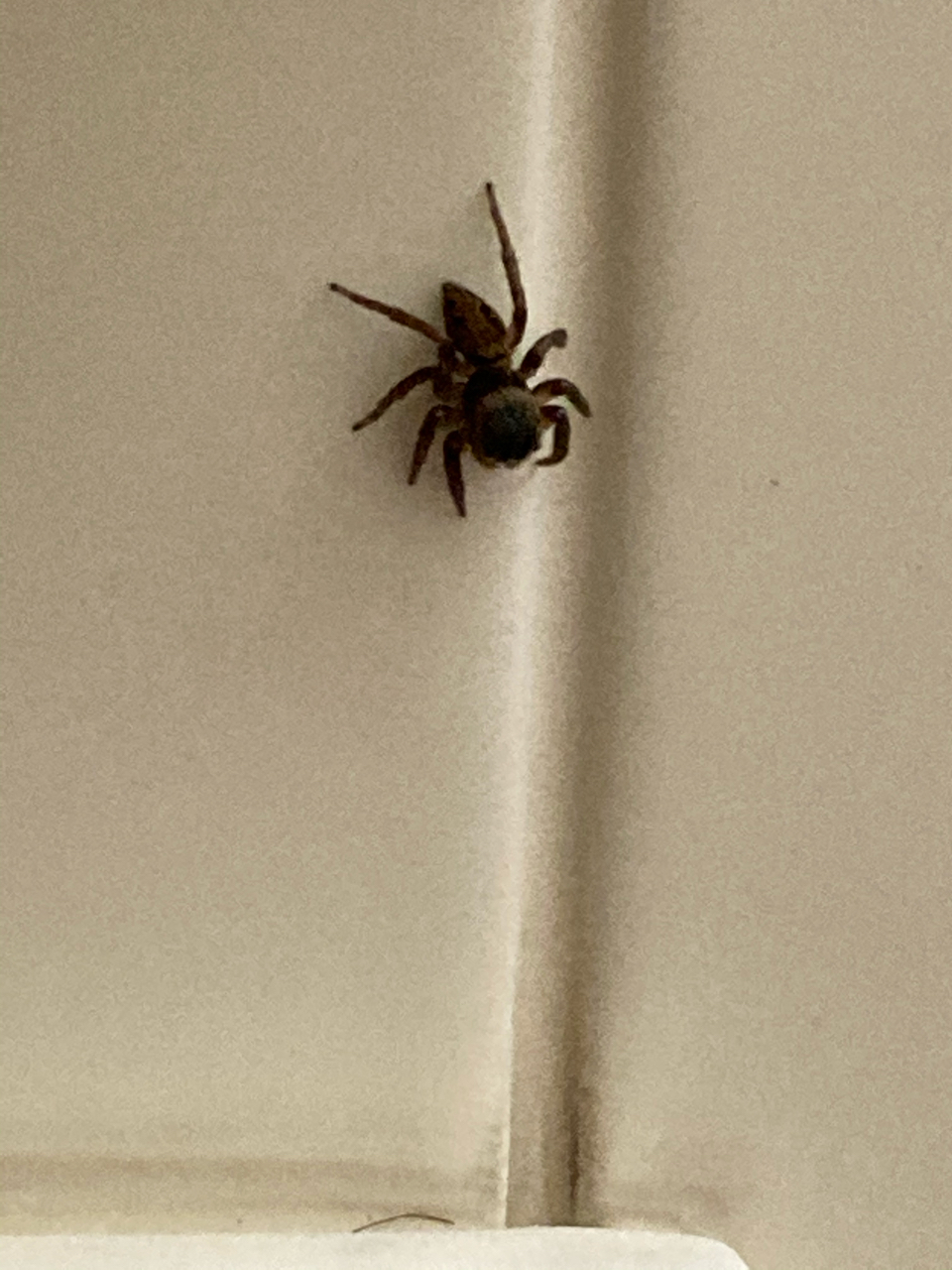 求问这是什么蜘蛛感觉打不完啊