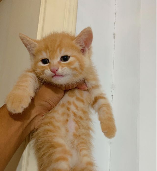 养了一只金渐层但是感觉真的像橘猫hhhh