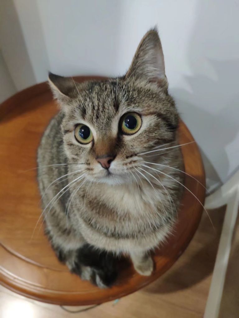 猫猫5个月大,喵喵叫的时候很小声…而且仿佛已经是很用力的在叫了