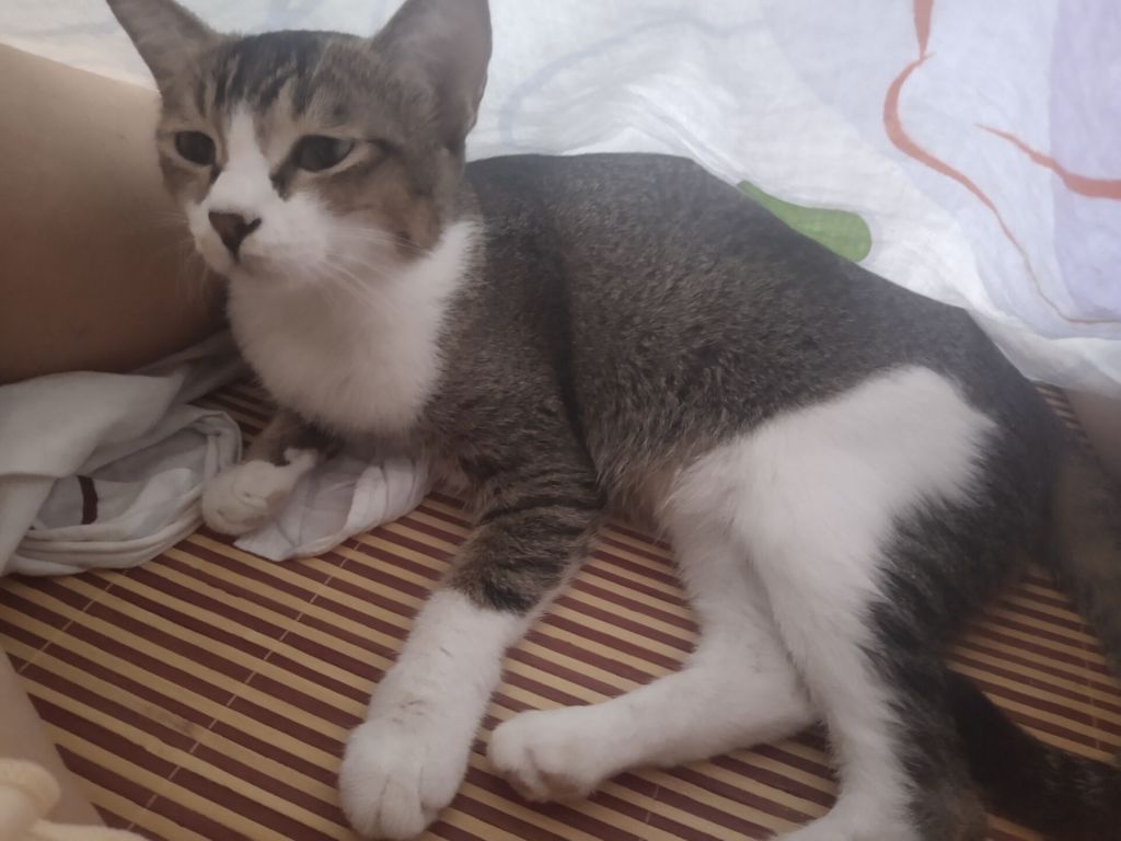 求领养百色地区普通田园狸花猫