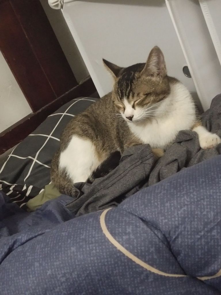 求领养百色地区普通田园狸花猫