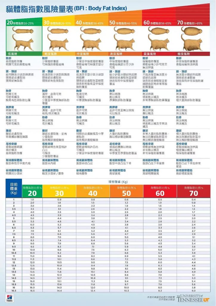有没有靠谱点的猫咪体重评价表啊