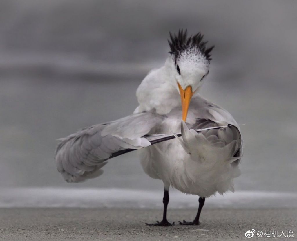 sp姑获鸟人物原型