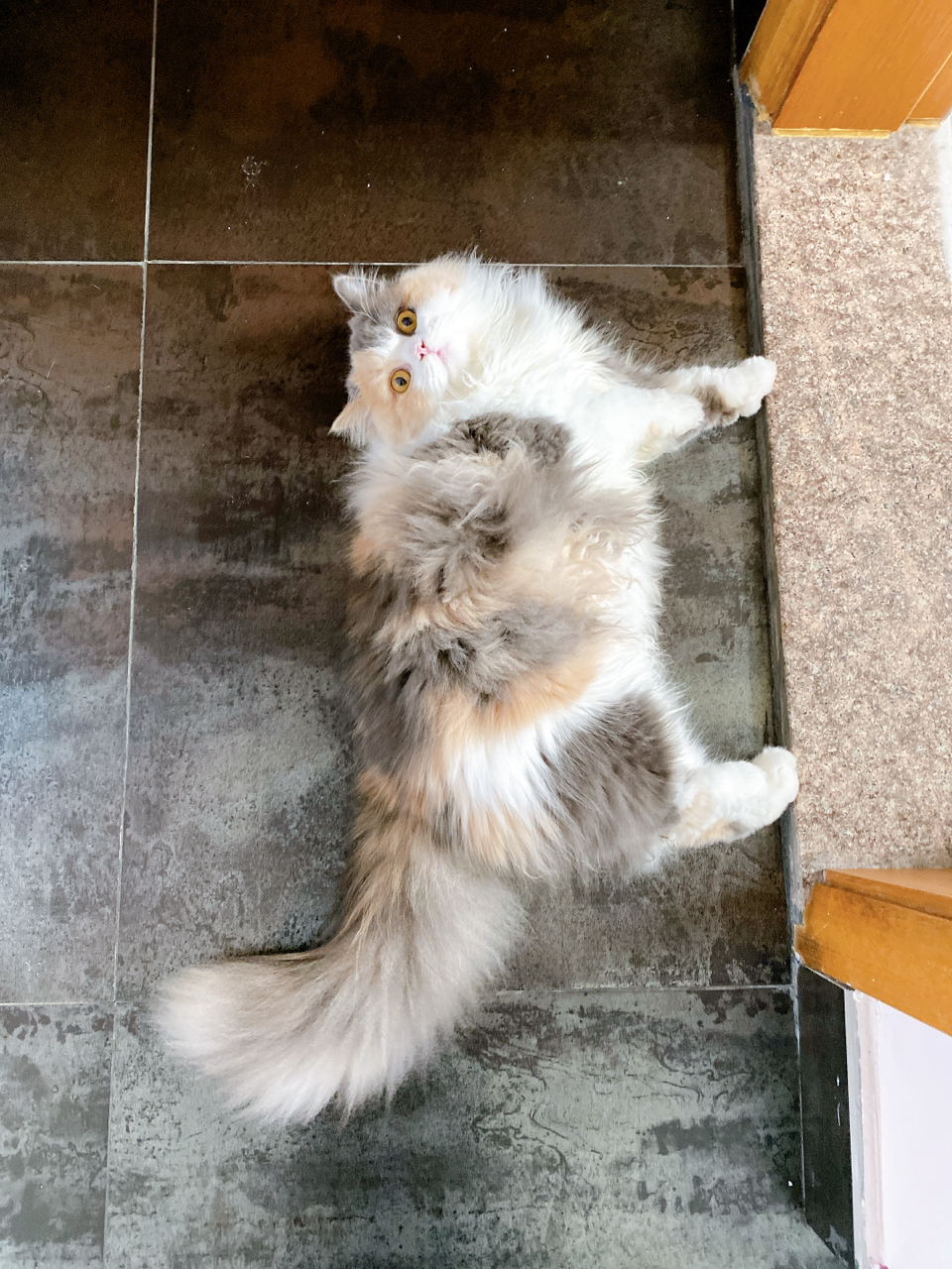 [晒猫]抽屉里长出了猫猫虫