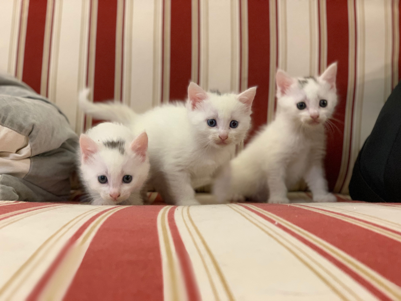 救助的流浪孕猫之崽崽满月萌照 白色圆球球