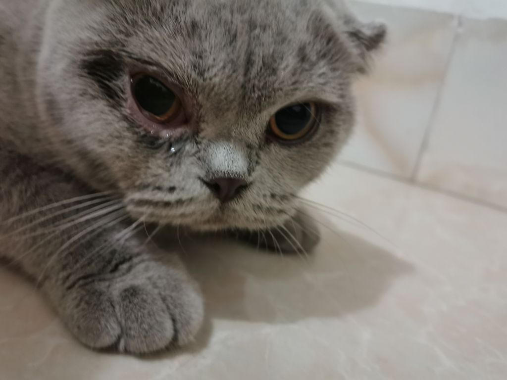 [求助]猫猫眼睛红肿流泪是得了结膜炎吗?