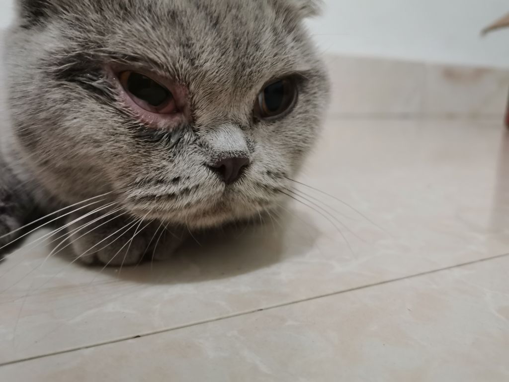 求助猫猫眼睛红肿流泪是得了结膜炎吗