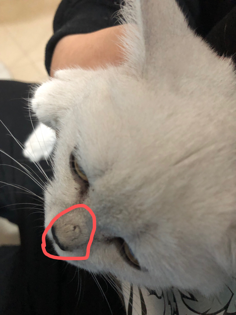 猫猫鼻子上有块凸起是咋回事呀