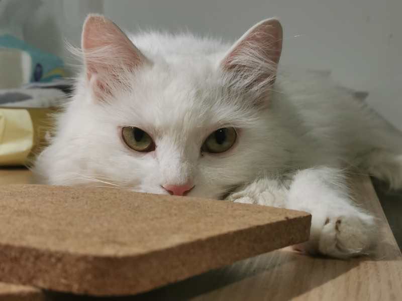 如何用四步摸到猫猫的肚子