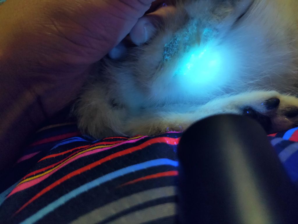 奶猫银渐层猫藓