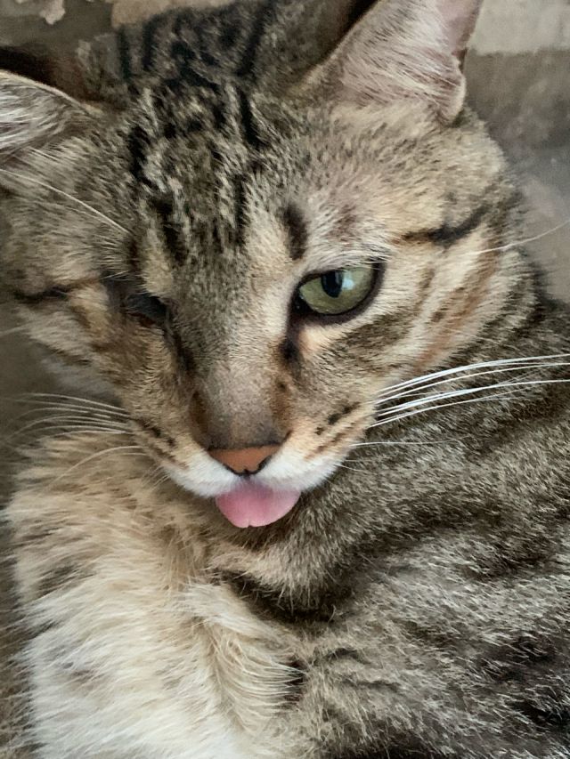 求助2月大幼猫王八速度更新兽王猎集结请指导我