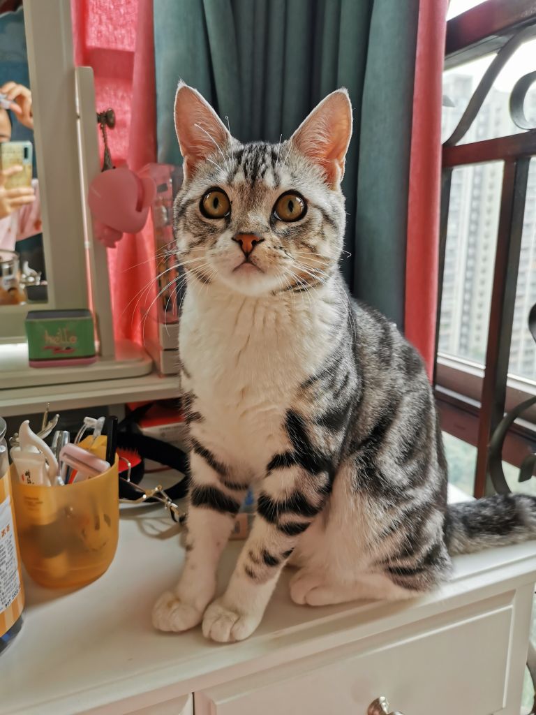 大家帮忙看看我这美短是发腮了吗