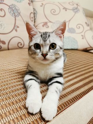 大家帮忙看看我这美短是发腮了吗