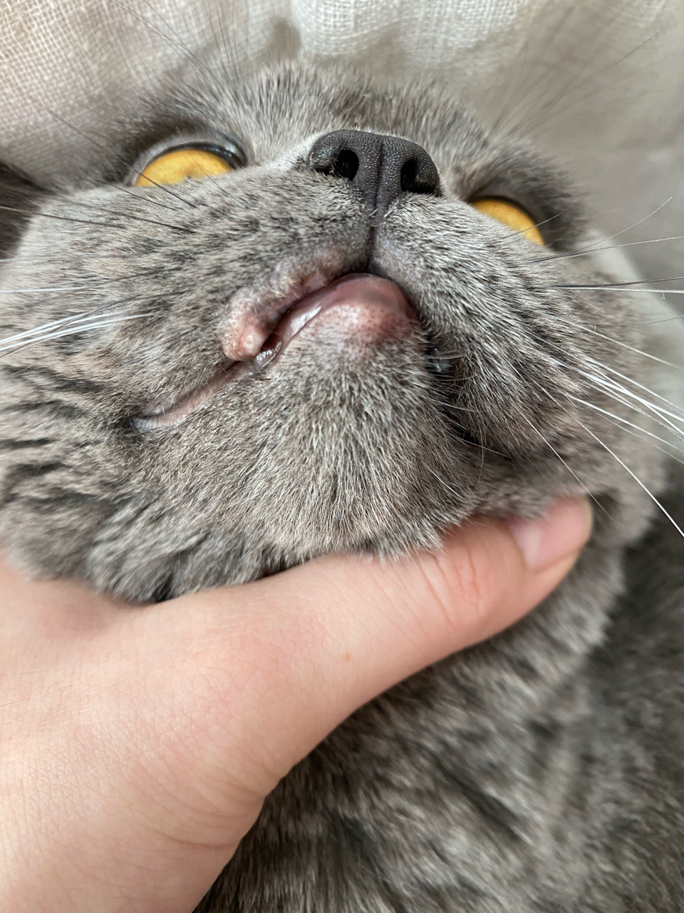 猫猫嘴上起泡了不知道什么原因