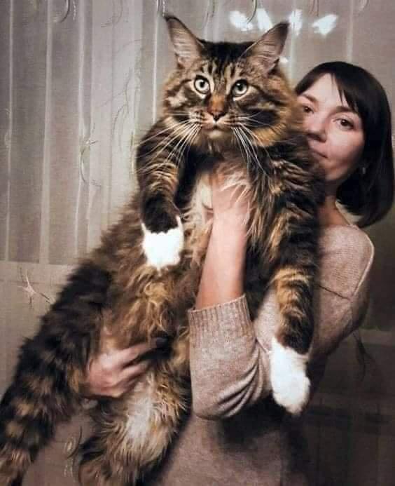 缅因巨猫恐怖如斯