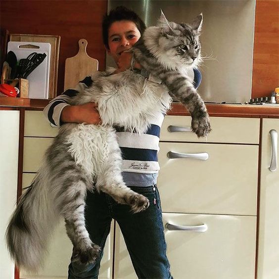 缅因巨猫恐怖如斯