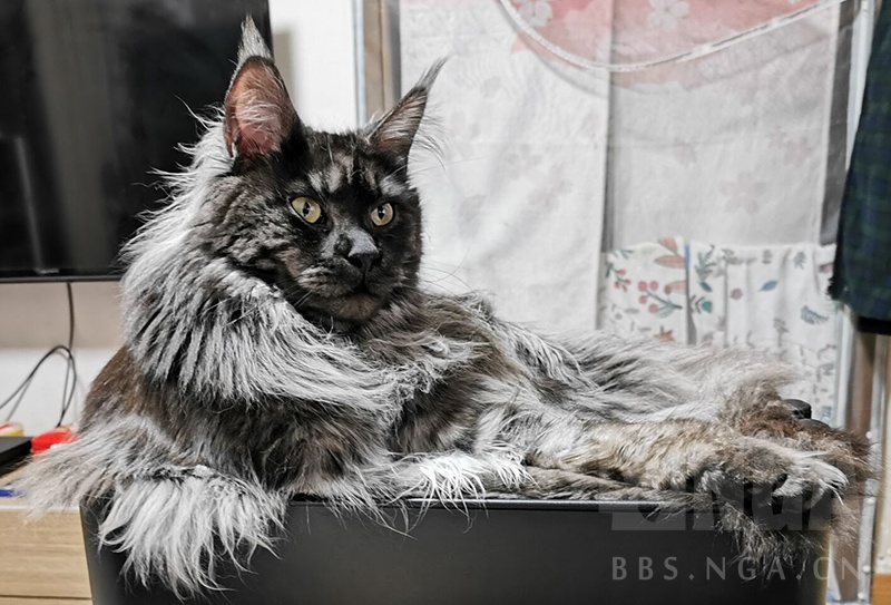 来吃点缅因猫的安利吧!