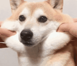 失智氵所以大家觉得有哪些干员可以在博士丧失理智时抓来rua一下