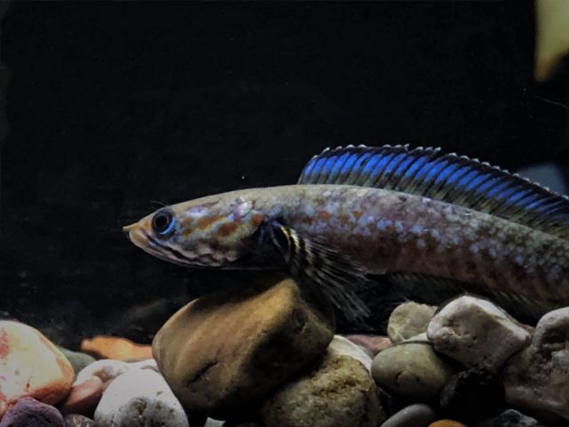 银浪谷地月刊第五期飞跃水面的彩色倩影部分小型雷龙鱼饲养与鉴赏