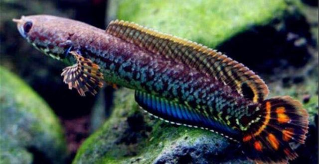 银浪谷地月刊第五期飞跃水面的彩色倩影部分小型雷龙鱼饲养与鉴赏