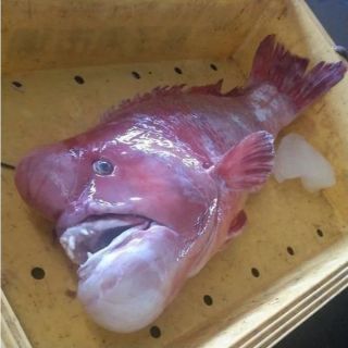 jojo氵这替身绯红之王的还原度也太高了吧