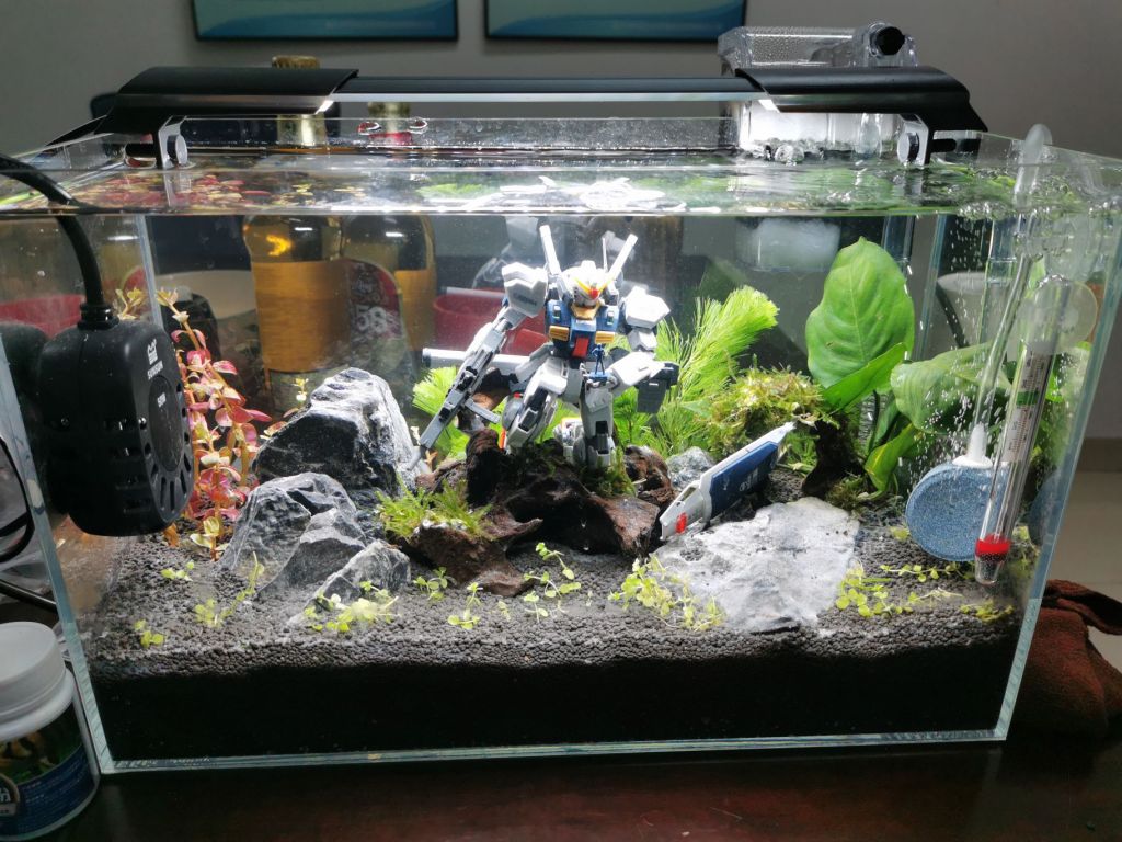 高达草缸萌新求助