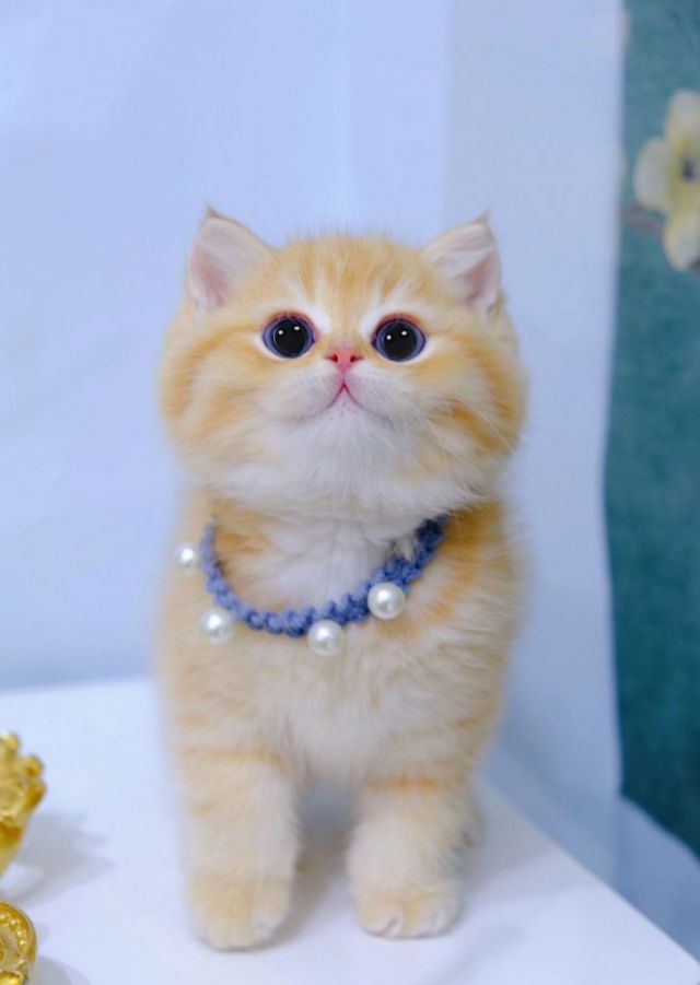 英短橘猫是个什么品种?