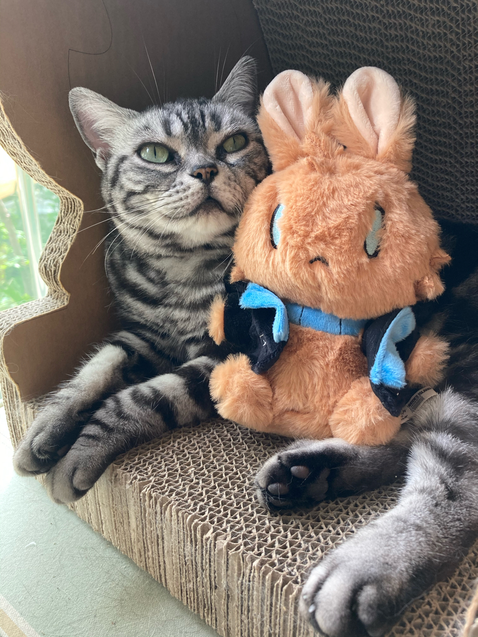 [迷迭香氵][吸猫氵]才注意到迷迭香的原型是美短